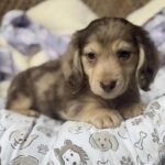 Isabella Dapple Longhaired Dachshund Puppy — Gallery Photo