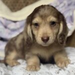 Isabella Dapple Longhaired Dachshund Puppy — Gallery Photo