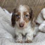 Isabella Dapple Dachshund Puppy — Gallery Photo
