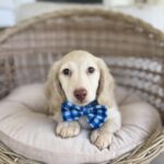 Cream Longhaired Dachshund Puppy — Gallery Photo