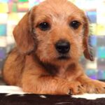 Red Smooth Dachshund Puppy — Gallery Photo