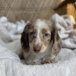 Isabella Dapple Dachshund Puppy — Gallery Photo