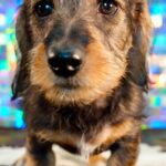 Wirehaired Black & Tan Dachshund Puppy — Gallery Photo
