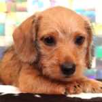 Red Smooth Dachshund Puppy — Gallery Photo