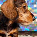 Wirehaired Black & Tan Dachshund Puppy — Gallery Photo