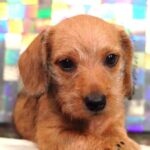 Red Smooth Dachshund Puppy — Gallery Photo