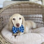Cream Longhaired Dachshund Puppy — Gallery Photo