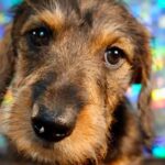 Wirehaired Black & Tan Dachshund Puppy — Gallery Photo
