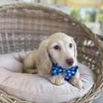 Cream Longhaired Dachshund Puppy — Gallery Photo