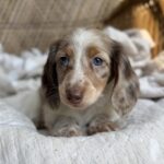 Isabella Dapple Dachshund Puppy — Gallery Photo