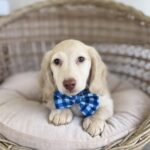 Cream Longhaired Dachshund Puppy — Gallery Photo