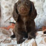 Solid Chocolate Longhaired Dachshund Puppy — Gallery Photo