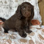 Solid Chocolate Longhaired Dachshund Puppy — Gallery Photo