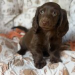 Solid Chocolate Longhaired Dachshund Puppy — Gallery Photo