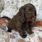 Solid Chocolate Longhaired Dachshund Puppy — Gallery Photo