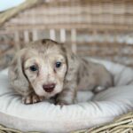 Isabella Cream Dapple Dachshund Puppy — Gallery Photo