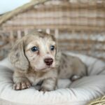 Isabella Cream Dapple Dachshund Puppy — Gallery Photo