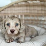 Isabella Cream Dapple Dachshund Puppy — Gallery Photo