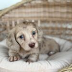 Isabella Cream Dapple Dachshund Puppy — Gallery Photo