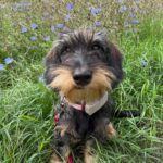 Wirehaired Black & Tan Dachshund — Gallery Photo