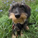 Wirehaired Black & Tan Dachshund — Gallery Photo