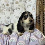 Black & Tan Piebald Longhaired Dachshund Puppy — Gallery Photo