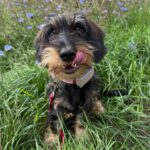Wirehaired Black & Tan Dachshund — Gallery Photo