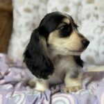 Black & Tan Piebald Longhaired Dachshund Puppy — Gallery Photo