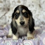 Black & Tan Piebald Longhaired Dachshund Puppy — Gallery Photo