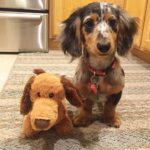Blue Dapple Longhaired Dachshund Puppy — Main Photo