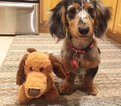 Wirehaired Black & Tan Dachshund Puppy — Dachshund available at DachField