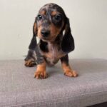 Red Smooth Dachshund Puppy — Main Photo