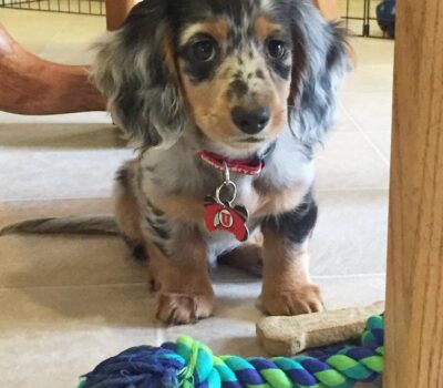 Wirehaired Silver Dachshund Puppy — Dachshund available at DachField