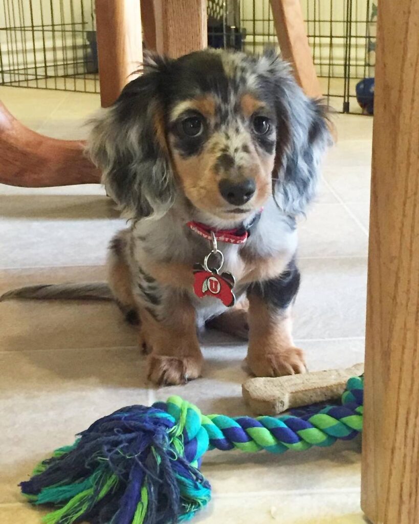 . Blue Dapple with Rope Toy — Main Photo