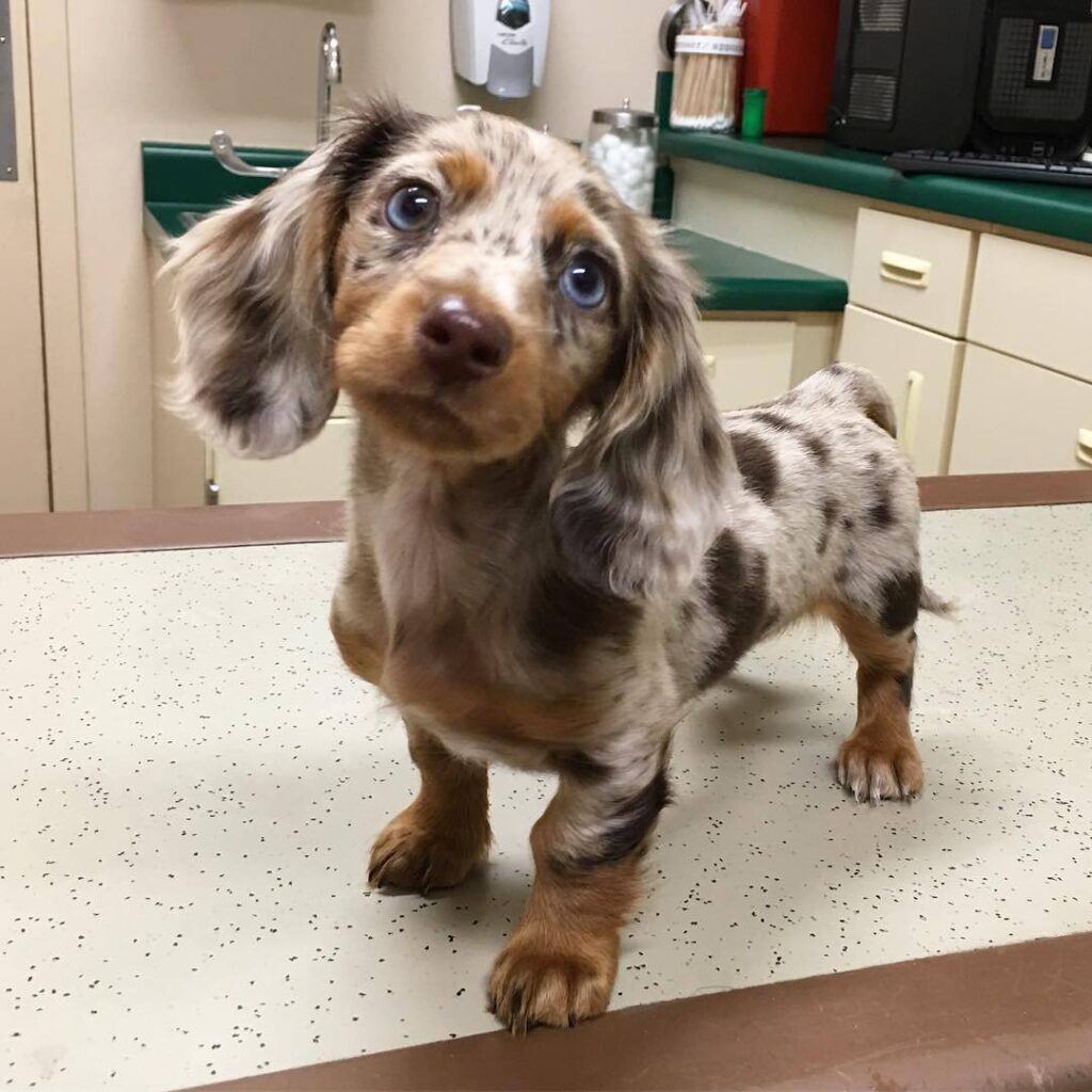 Blue-Eyed Chocolate Dapple Longhaired Dachshund Puppy — Main Photo
