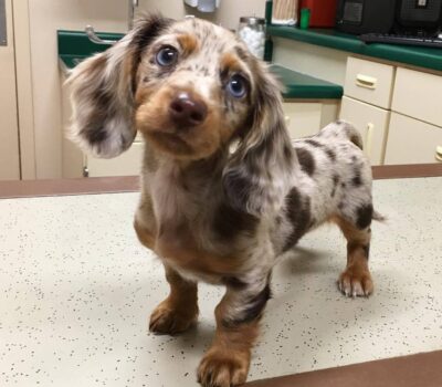 Wirehaired Black & Tan Dachshund — Dachshund available at DachField