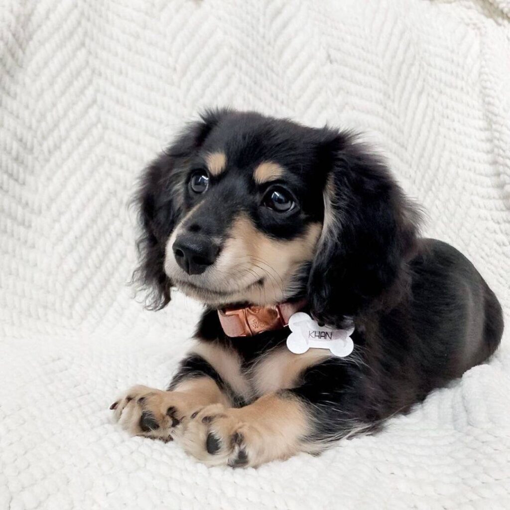 Black & Tan Longhaired Dachshund Puppy – Khan — Main Photo