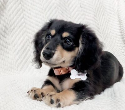 Cream Wirehaired Dachshund Puppy — Dachshund available at DachField