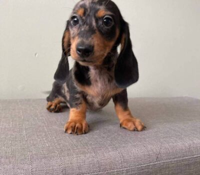 Red Smooth Dachshund Puppy — Dachshund available at DachField