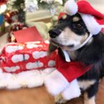 Black & Tan Longhaired Dachshund — Gallery Photo