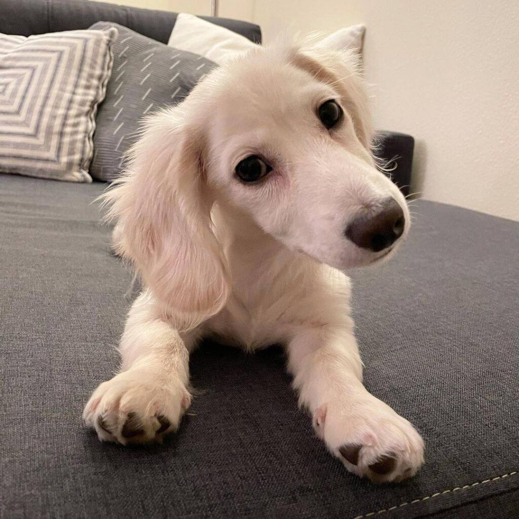 Cream Longhaired Dachshund — Main Photo