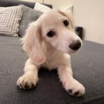 Cream Longhaired Dachshund — Main Photo