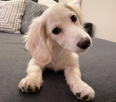 Cream Longhaired Dachshund — Dachshund available at DachField