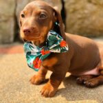 Black & Tan Longhaired Dachshund Puppy — Main Photo