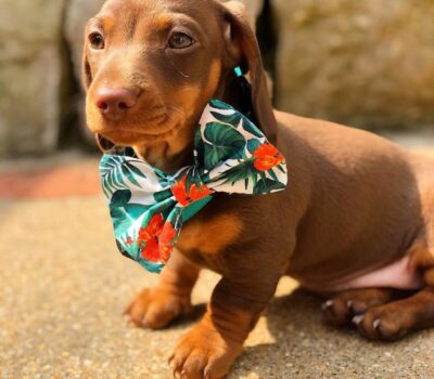 Black & Tan Longhaired Dachshund Puppy — Dachshund available at DachField
