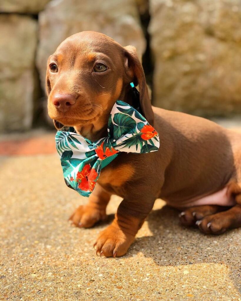 Black & Tan Longhaired Dachshund Puppy — Main Photo