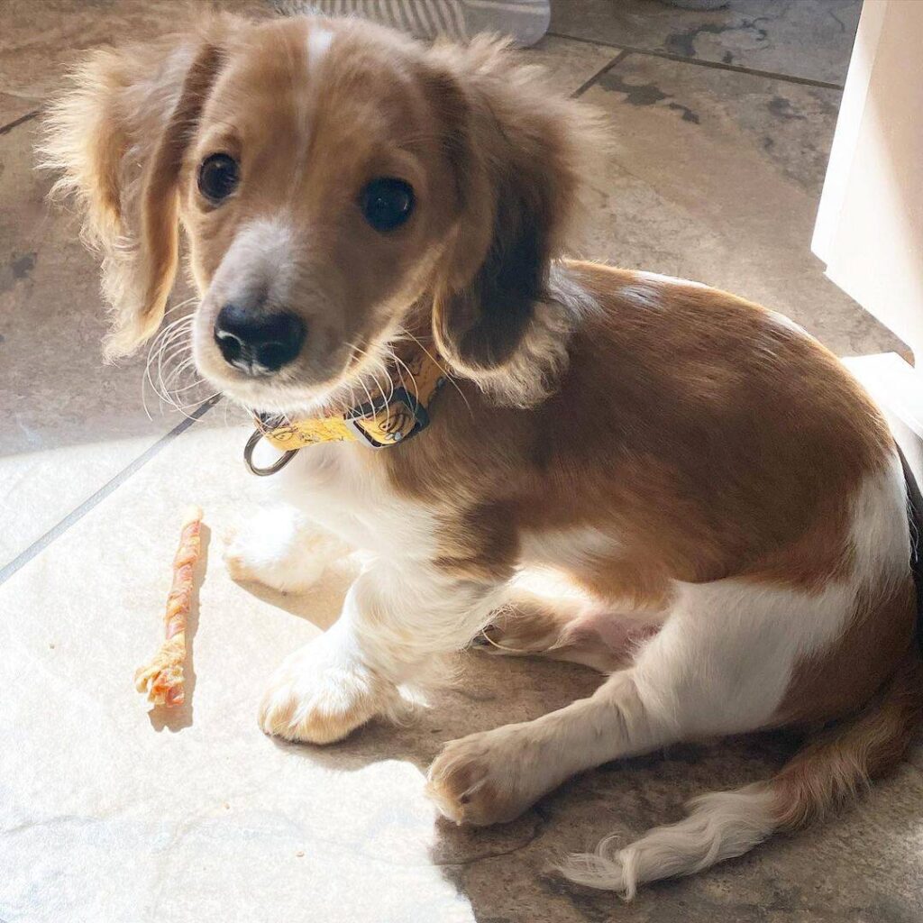 Red & White Piebald Longhair — Main Photo