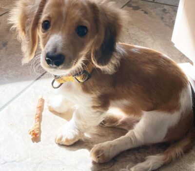 Red & White Piebald Longhair — Dachshund available at DachField
