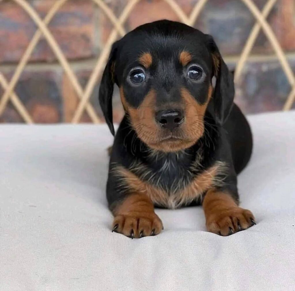 Black & Tan Smooth Dachshund Puppy — Main Photo