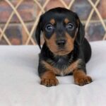 Black & Tan Smooth Dachshund Puppy — Main Photo